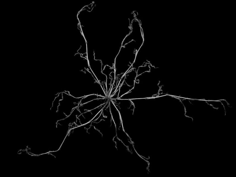 Photo Neuroplasticity