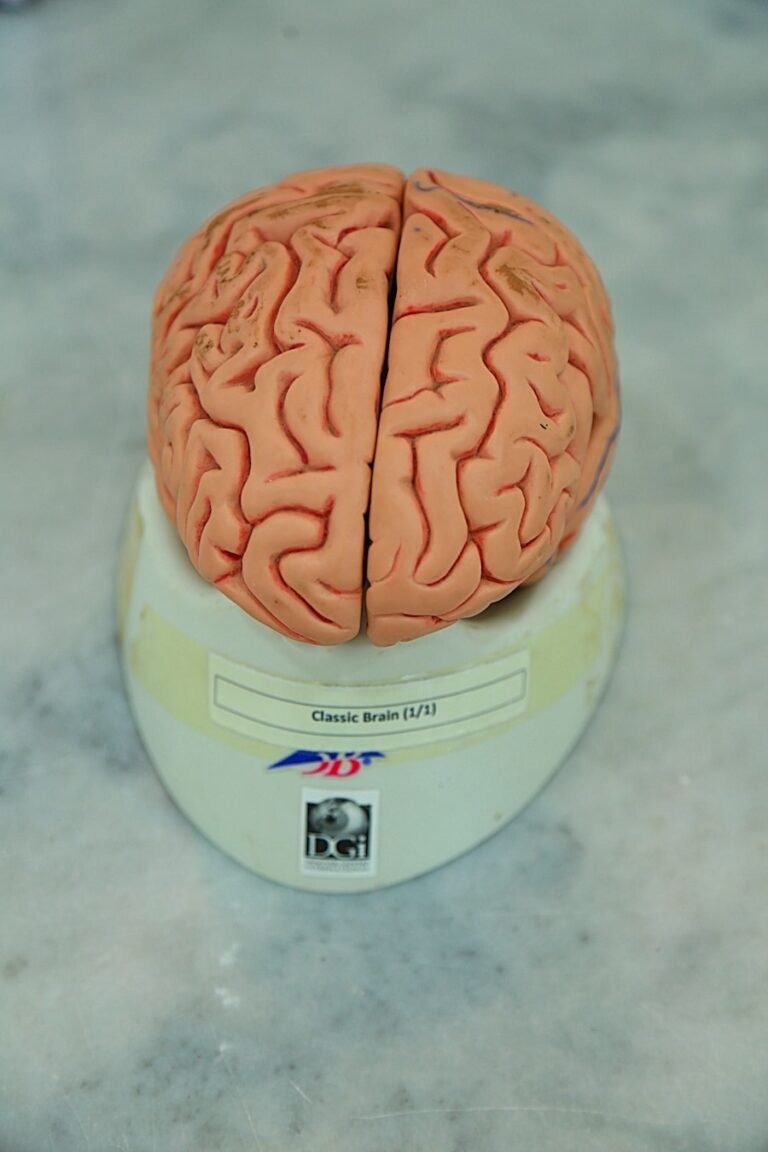 Photo Brain plasticity